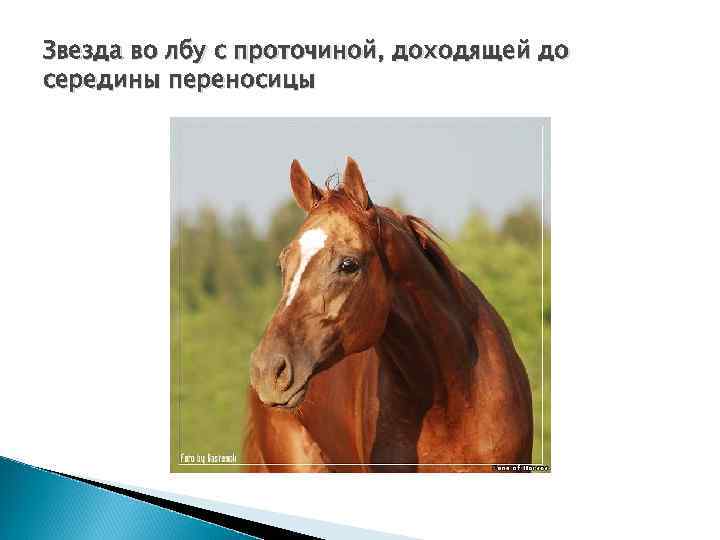 Звезда во лбу с проточиной, доходящей до середины переносицы 