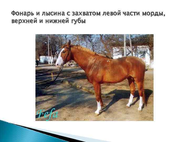 Фонарь и лысина с захватом левой части морды, верхней и нижней губы 