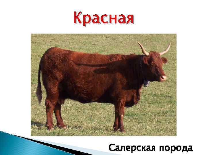 Красная Салерская порода 