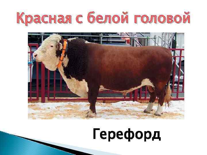 Красная с белой головой Герефорд 