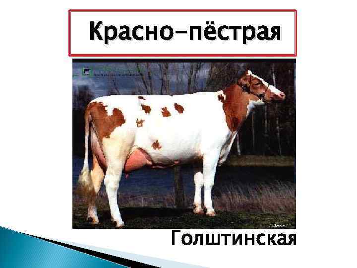 Красно-пёстрая Голштинская 