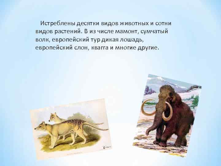  Истреблены десятки видов животных и сотни видов растений. В из числе мамонт, сумчатый