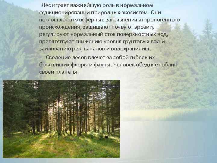  Лес играет важнейшую роль в нормальном функционировании природных экосистем. Они поглощают атмосферные загрязнения