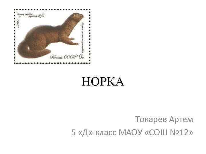 НОРКА Токарев Артем 5 «Д» класс МАОУ «СОШ № 12» 