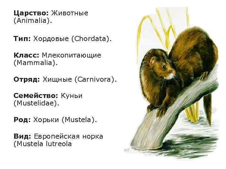 Царство: Животные (Animalia). Тип: Хордовые (Chordata). Класс: Млекопитающие (Mammalia). Отряд: Хищные (Carnivora). Семейство: Куньи