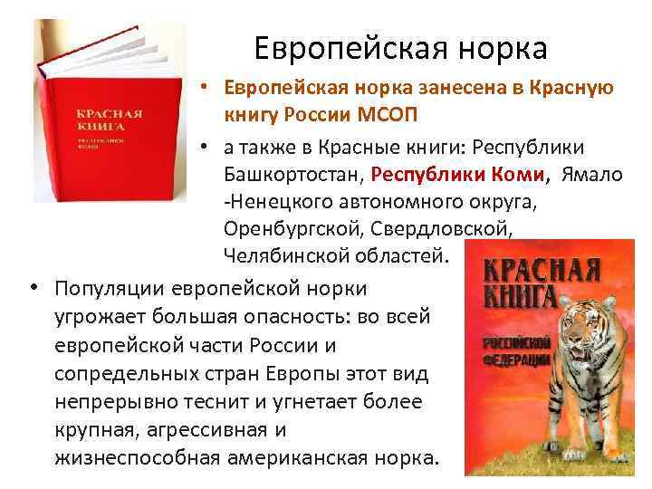 Европейская норка • Европейская норка занесена в Красную книгу России МСОП • а также