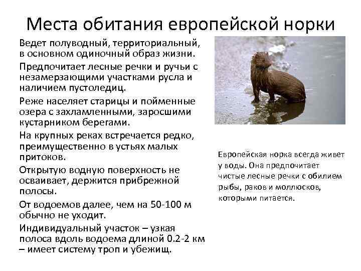 Места обитания европейской норки Ведет полуводный, территориальный, в основном одиночный образ жизни. Предпочитает лесные