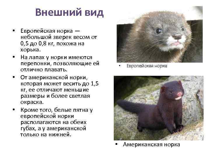 Внешний вид • Европейская норка — небольшой зверек весом от 0, 5 до 0,