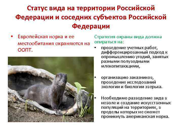 Статус вида на территории Российской Федерации и соседних субъектов Российской Федерации • Европейская норка