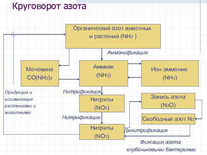 Круговорот азота Органический азот животных и растений (NH 2 ) Аммонификация Мочевина СО(NH 2)2