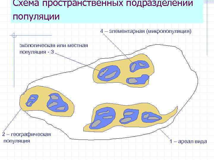 Типы ареалов схема