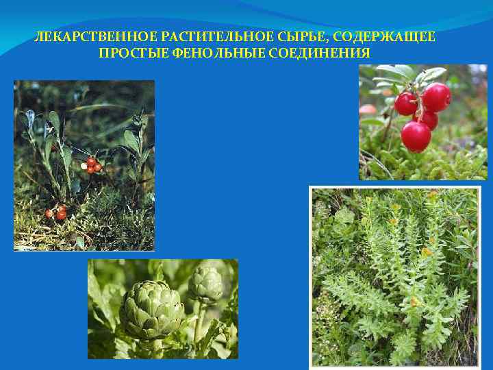 ЛЕКАРСТВЕННОЕ РАСТИТЕЛЬНОЕ СЫРЬЕ, СОДЕРЖАЩЕЕ ПРОСТЫЕ ФЕНОЛЬНЫЕ СОЕДИНЕНИЯ 