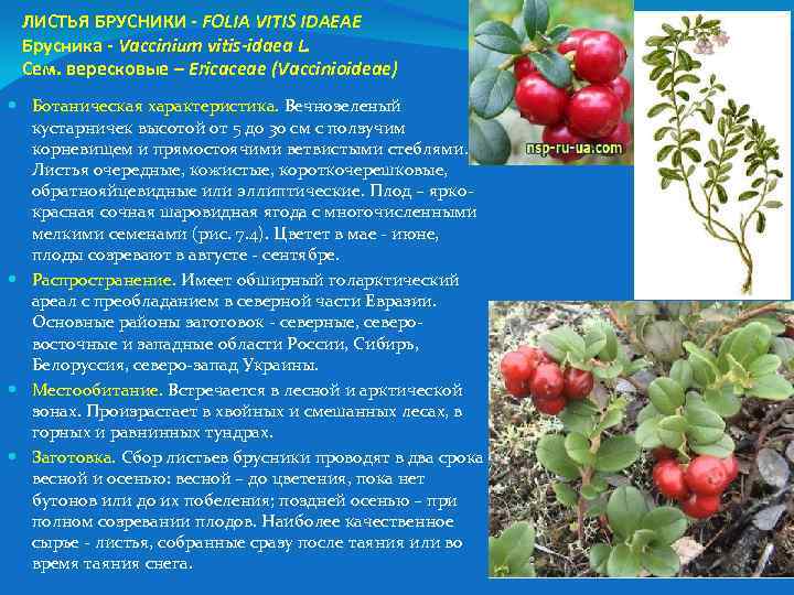 ЛИСТЬЯ БРУСНИКИ - FOLIA VITIS IDAEAE Брусника - Vaccinium vitis-idaea L. Сем. вересковые –