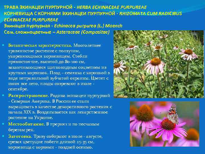ТРАВА ЭХИНАЦЕИ ПУРПУРНОЙ - HERBA ECHINACEAE PURPUREAE КОРНЕВИЩА С КОРНЯМИ ЭХИНАЦЕИ ПУРПУРНОЙ - RHIZOMAТА