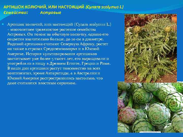 АРТИШОК КОЛЮЧИЙ, ИЛИ НАСТОЯЩИЙ (Cynara scolymus l. ) Семейство: Астровые Артишок колючий, или настоящий