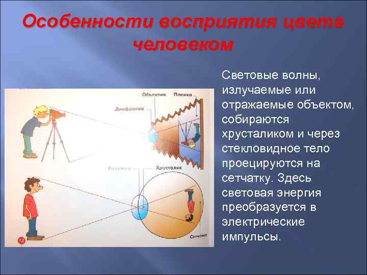 Особенности восприятия цвета человеком Световые волны, излучаемые или отражаемые объектом, собираются хрусталиком и через