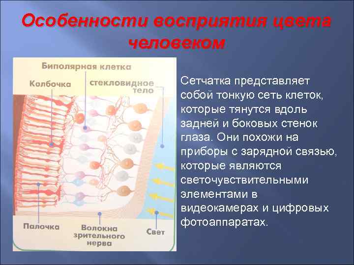 Особенности восприятия цвета человеком Сетчатка представляет собой тонкую сеть клеток, которые тянутся вдоль задней