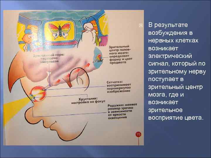  В результате возбуждения в нервных клетках возникает электрический сигнал, который по зрительному нерву