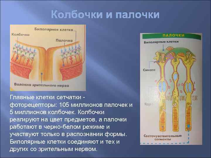 Колбочки и палочки Главные клетки сетчатки фоторецепторы: 105 миллионов палочек и 5 миллионов колбочек.