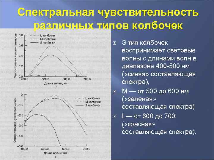 Спектральная чувствительность. Спектральная чувствительность колбочек. Спектральная чувствительность глаза. График спектральной чувствительности глаза. Спектральная чувствительность человеческого глаза.