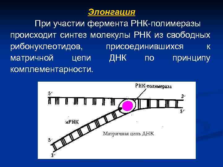 Элонгация При участии фермента РНК-полимеразы происходит синтез молекулы РНК из свободных рибонуклеотидов, присоединившихся к