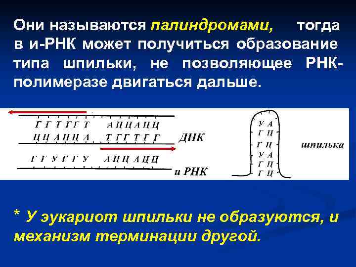 Они называются палиндромами, тогда в и-РНК может получиться образование типа шпильки, не позволяющее РНКполимеразе