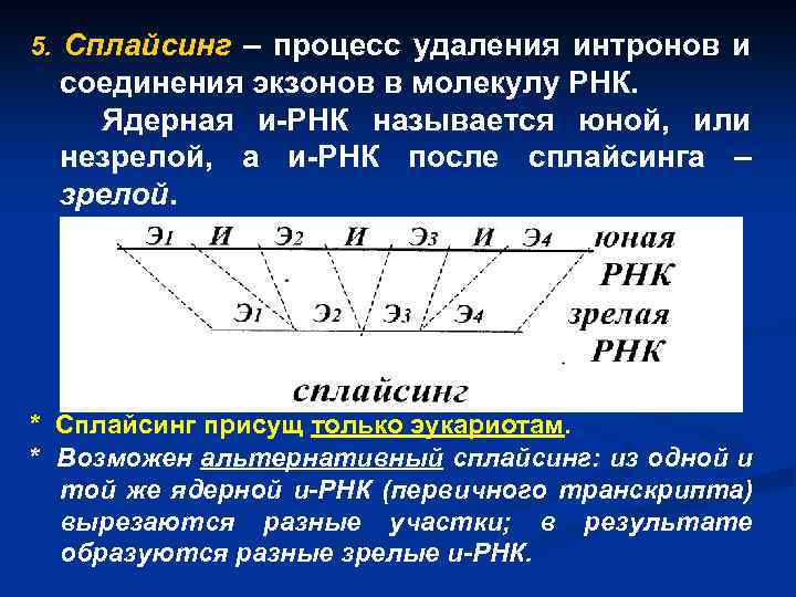 5. Сплайсинг – процесс удаления интронов и соединения экзонов в молекулу РНК. Ядерная и-РНК