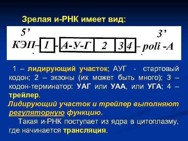 Зрелая и-РНК имеет вид: 1 – лидирующий участок; АУГ - стартовый кодон; 2 –