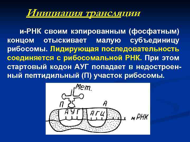 Инициация трансляции и-РНК своим кэпированным (фосфатным) концом отыскивает малую субъединицу рибосомы. Лидирующая последовательность соединяется