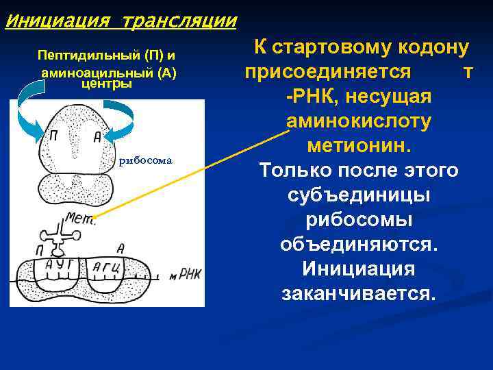 Инициация трансляции Пептидильный (П) и аминоацильный (А) центры рибосома К стартовому кодону присоединяется т