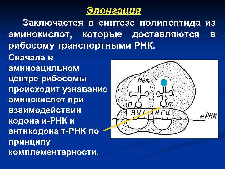 Элонгация Заключается в синтезе полипептида из аминокислот, которые доставляются в рибосому транспортными РНК. Сначала