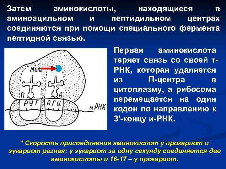 Затем аминокислоты, находящиеся в аминоацильном и пептидильном центрах соединяются при помощи специального фермента пептидной