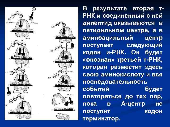 В результате вторая т. РНК и соединенный с ней дипептид оказываются в петидильном центре,