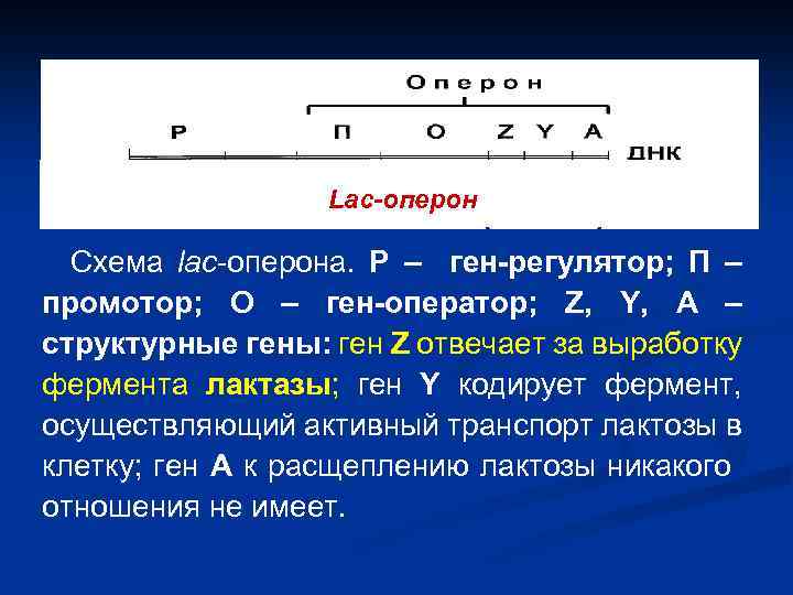 Lac-оперон Схема lac-оперона. Р – ген-регулятор; П – промотор; О – ген-оператор; Z, Y,