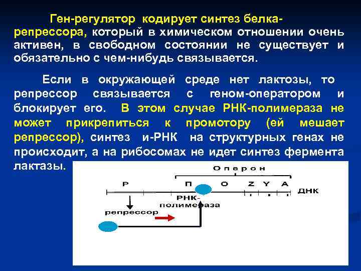 Ген-регулятор кодирует синтез белкарепрессора, который в химическом отношении очень активен, в свободном состоянии не