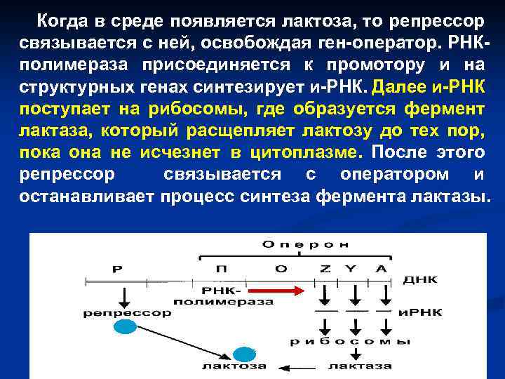 Когда в среде появляется лактоза, то репрессор связывается с ней, освобождая ген-оператор. РНКполимераза присоединяется