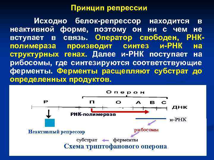 Принцип репрессии Исходно белок-репрессор находится в неактивной форме, поэтому он ни с чем не