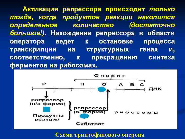 Активация репрессора происходит только тогда, когда продуктов реакции накопится определенное количество (достаточно большое!). Нахождение