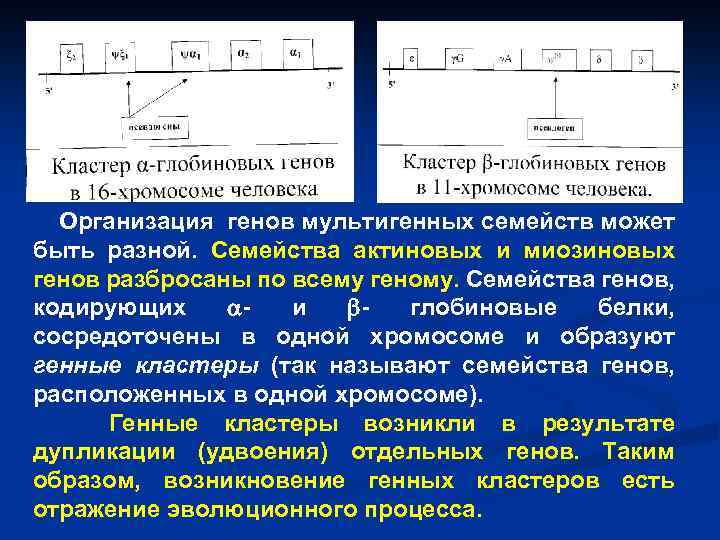 Организация генов мультигенных семейств может быть разной. Семейства актиновых и миозиновых генов разбросаны по