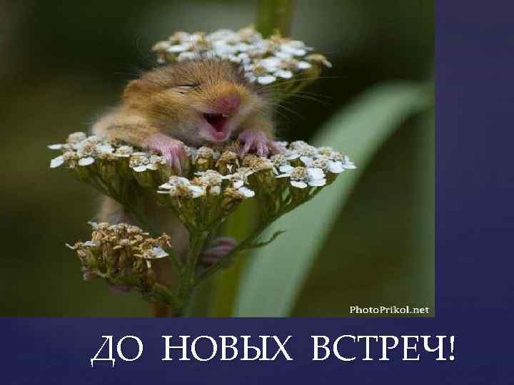 ДО НОВЫХ ВСТРЕЧ! 