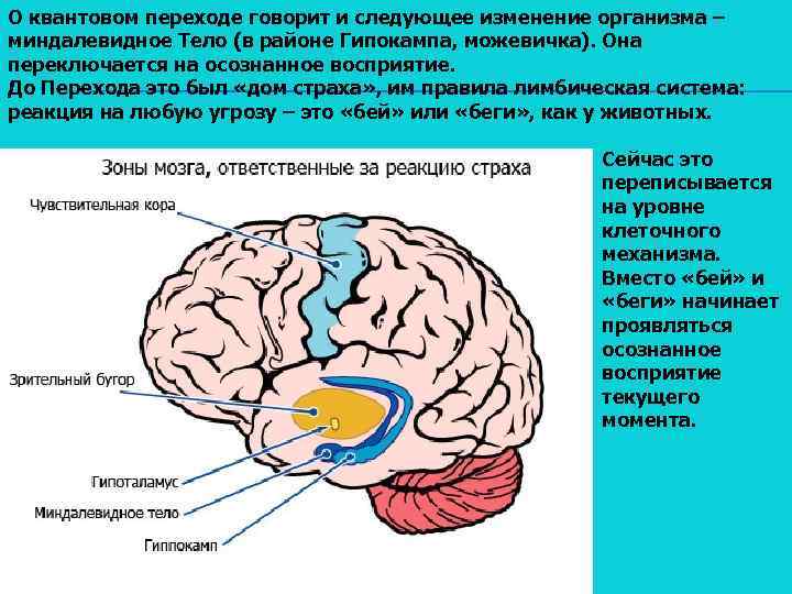 О квантовом переходе говорит и следующее изменение организма – миндалевидное Тело (в районе Гипокампа,