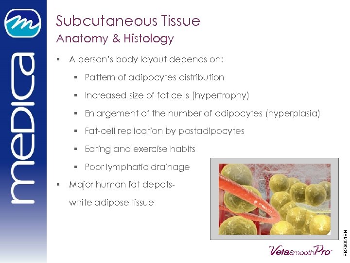 Subcutaneous Tissue Anatomy & Histology § A person’s body layout depends on: § Pattern