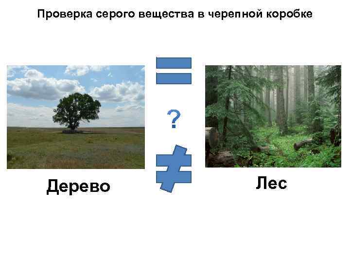 Проверка серого вещества в черепной коробке Дерево Лес 
