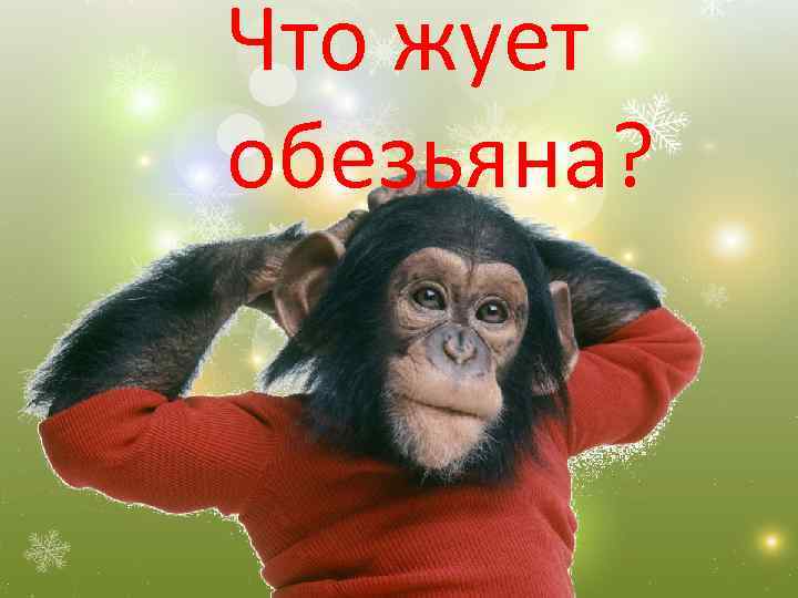 Что жует обезьяна? 