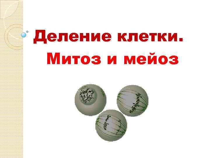 Деление клетки. Митоз и мейоз 