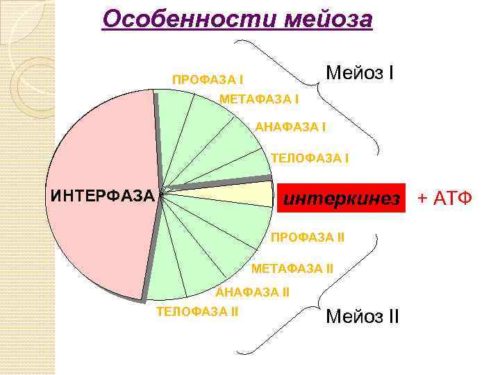 Особенности мейоза Мейоз I ПРОФАЗА I МЕТАФАЗА I АНАФАЗА I ТЕЛОФАЗА I ИНТЕРФАЗА интеркинез