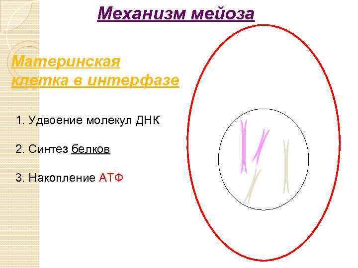 Механизм мейоза Материнская клетка в интерфазе 1. Удвоение молекул ДНК 2. Синтез белков 3.