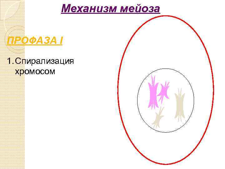 Механизм мейоза ПРОФАЗА I 1. Спирализация хромосом 
