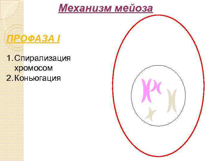 Механизм мейоза ПРОФАЗА I 1. Спирализация хромосом 2. Коньюгация 