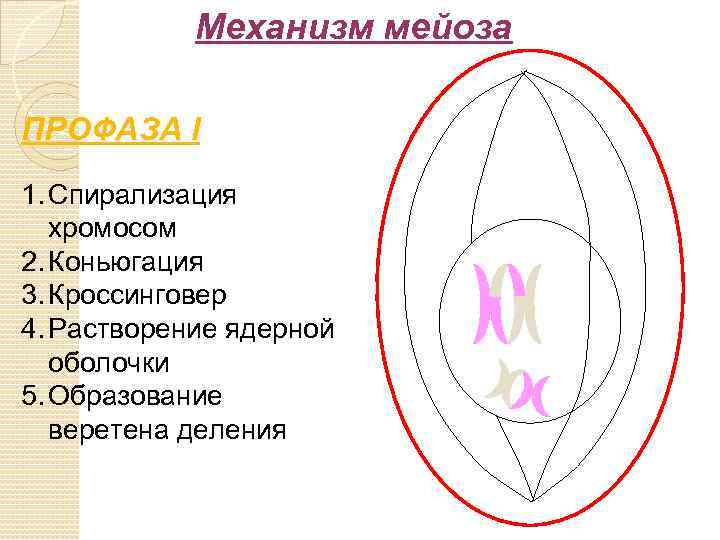 Механизм мейоза ПРОФАЗА I 1. Спирализация хромосом 2. Коньюгация 3. Кроссинговер 4. Растворение ядерной